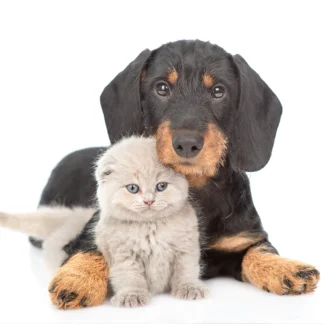 Petcare